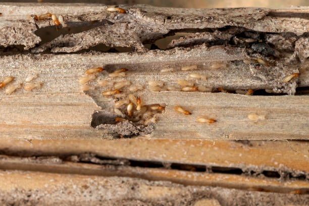 Best Termite Control Services  in Bear Creek, AL
